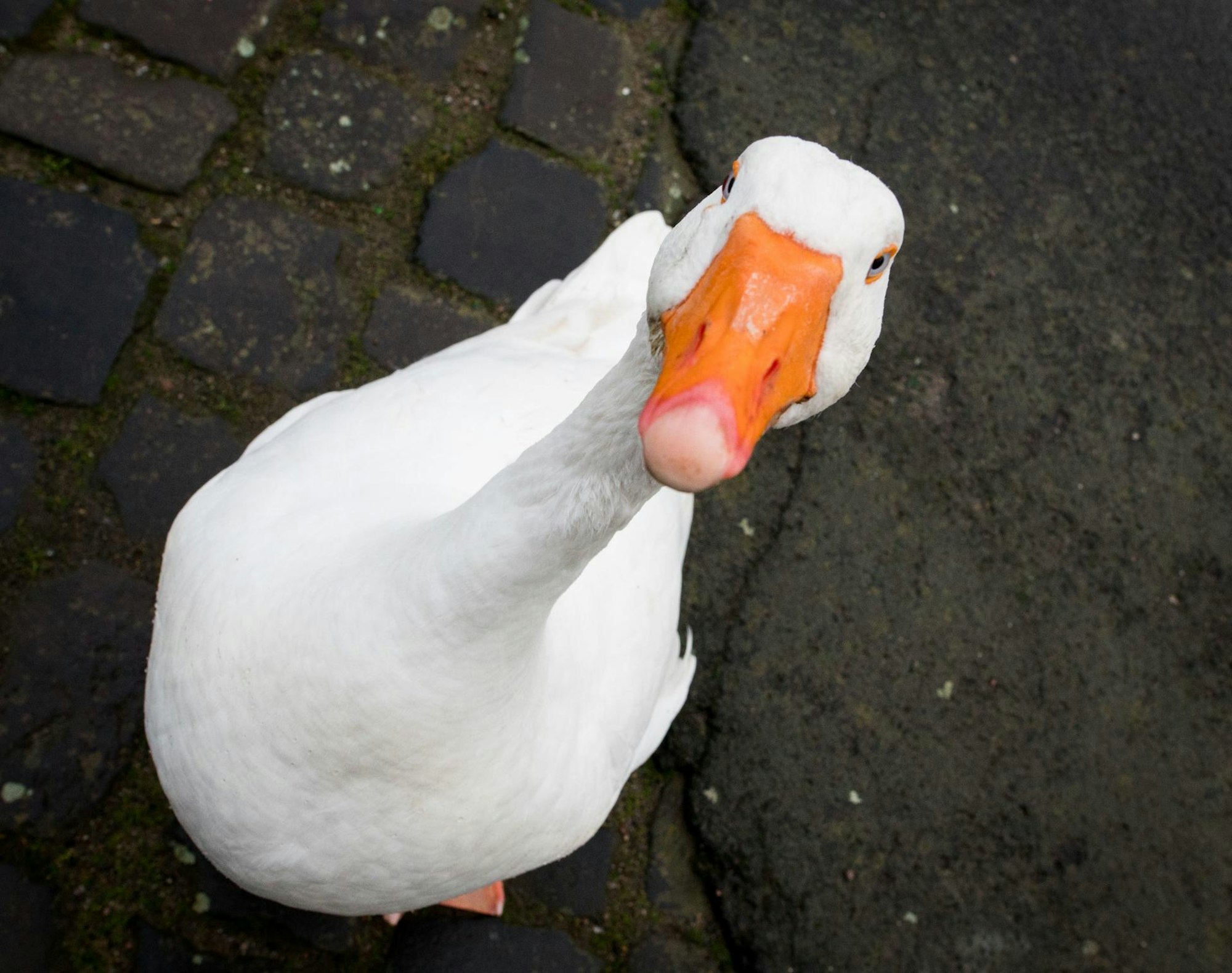 Gans guckt in Kamera