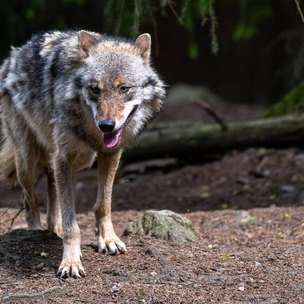 Wolf Bayern