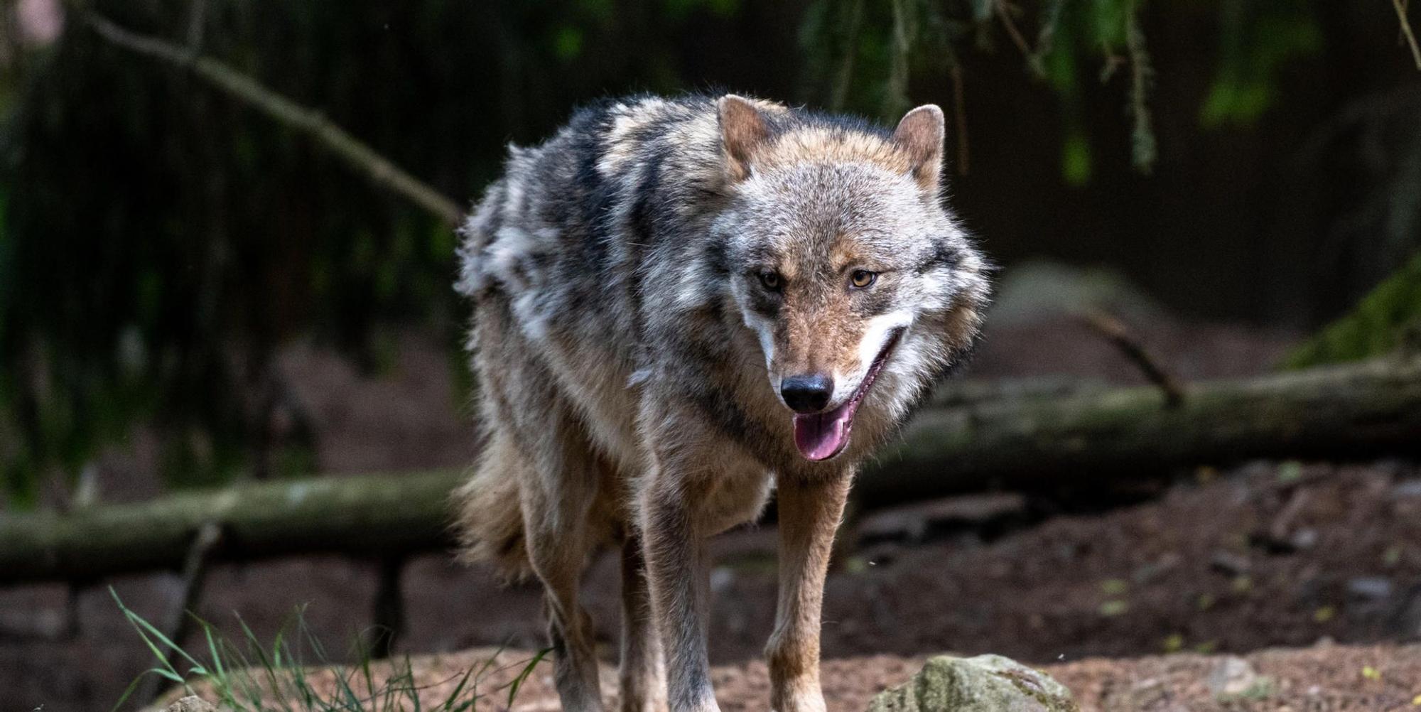 Wolf Bayern