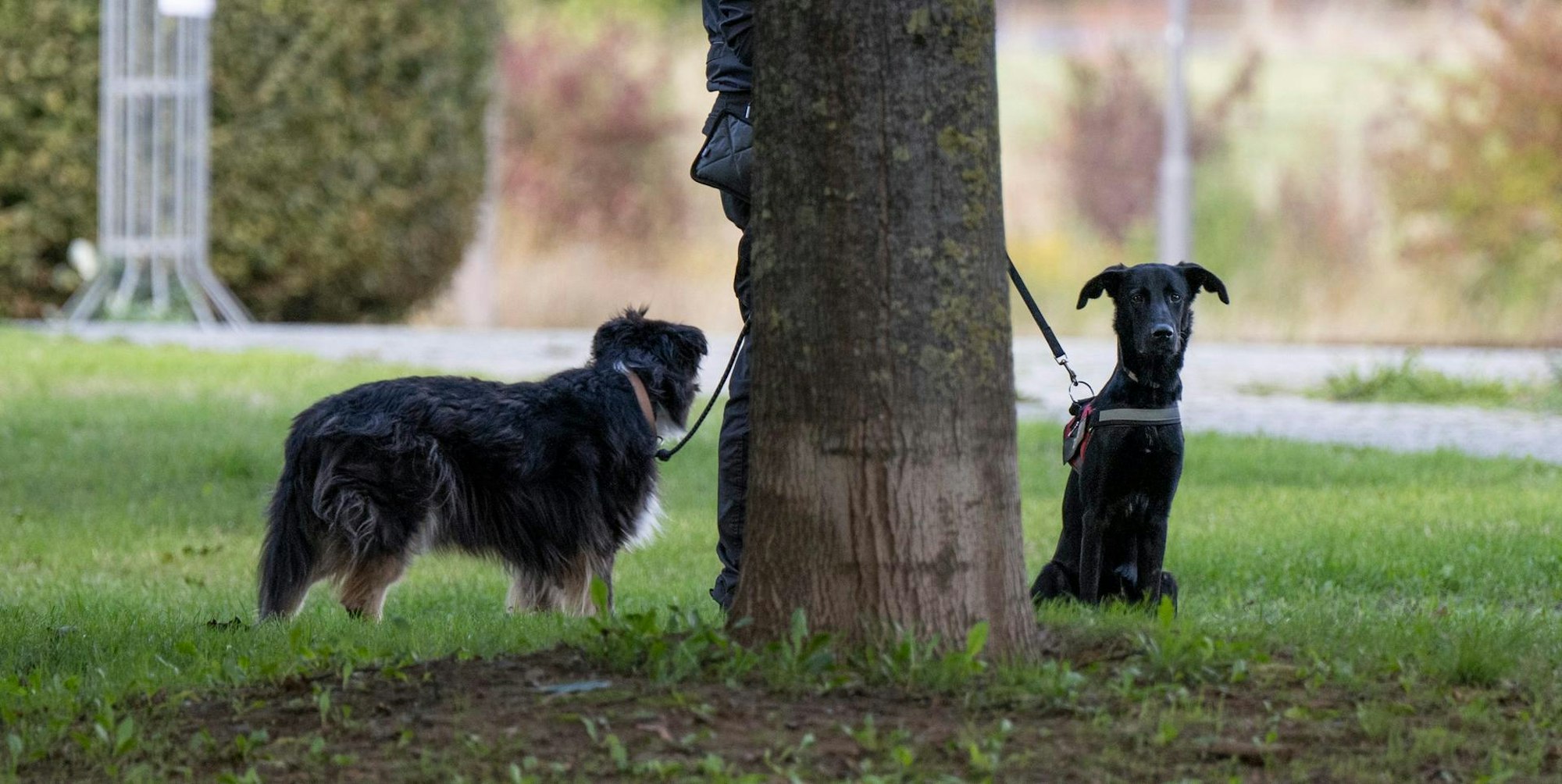 Giftköder Frankfurt