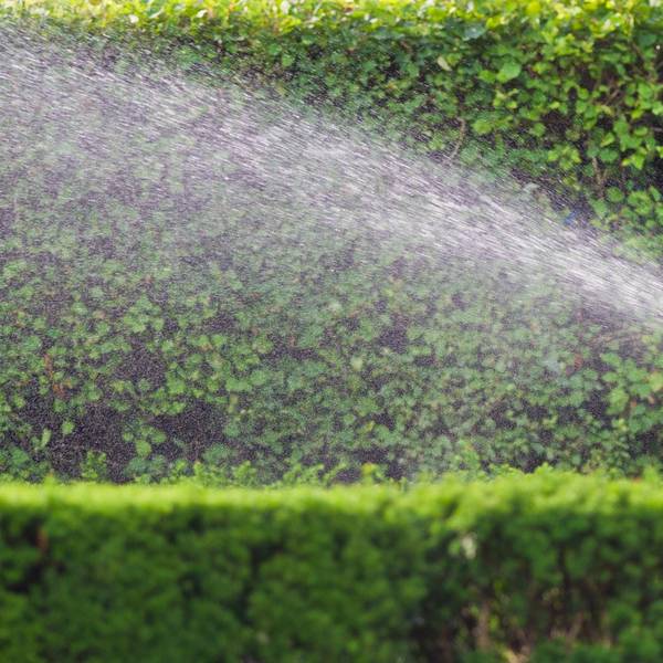 Nachbarschaft Hecke