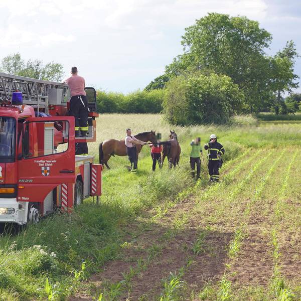 0906-zuepl-pferd-priebe030