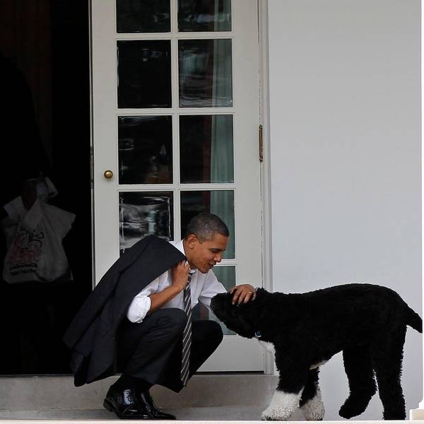 Barack Obama und Bo