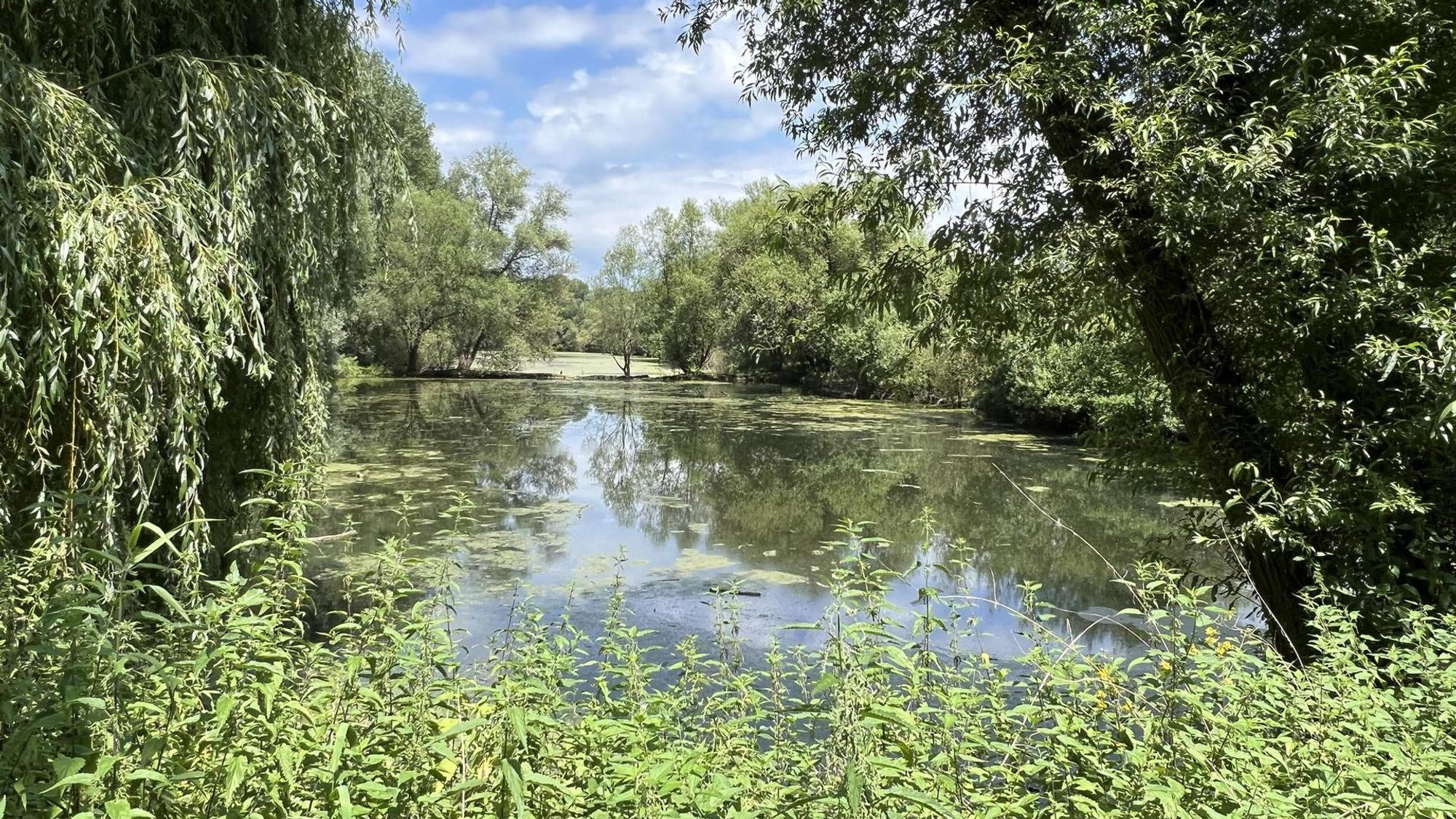 Teich mit viel Vegetation am Ufer
