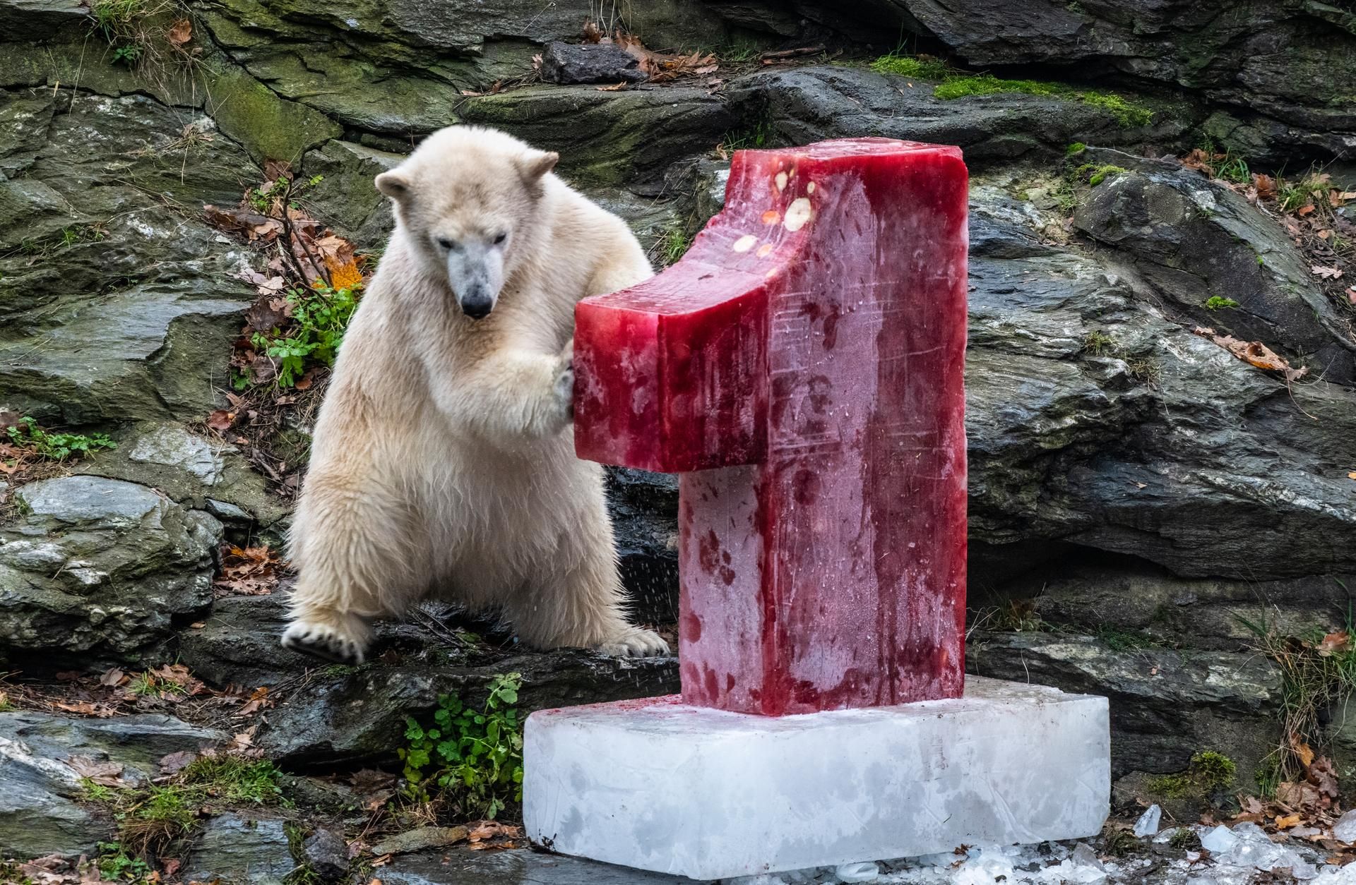 Eisbär Hertha