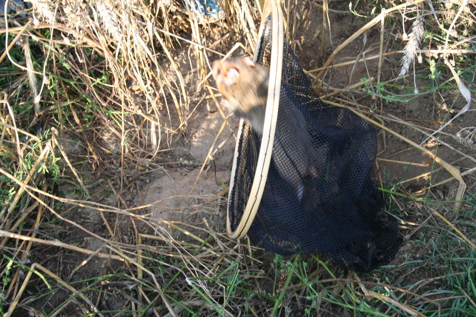 Hamster befreit