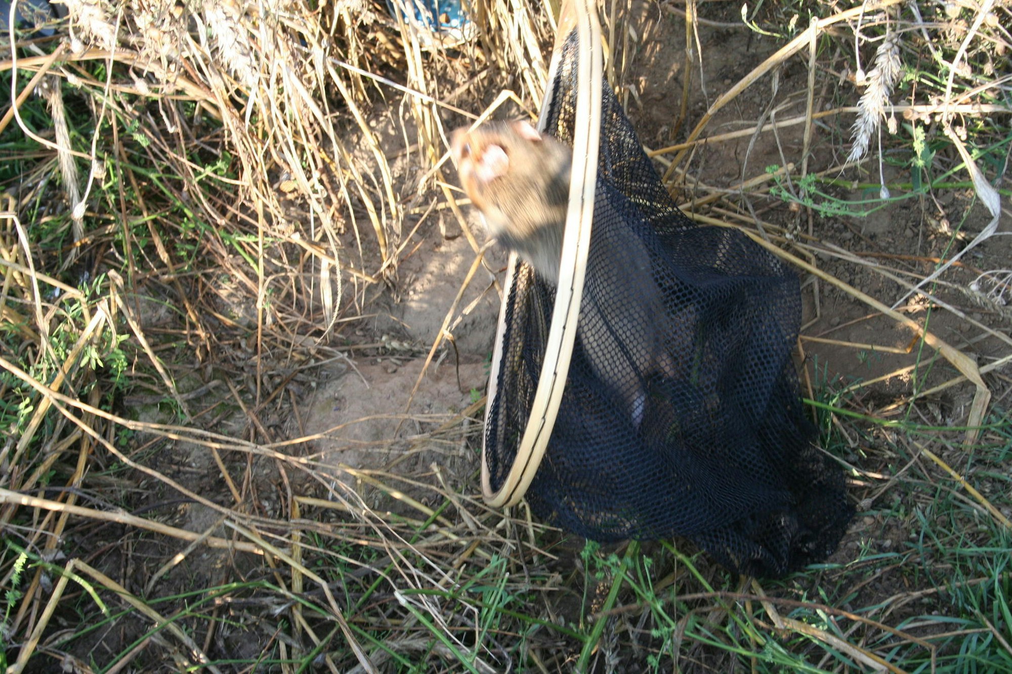 Hamster befreit