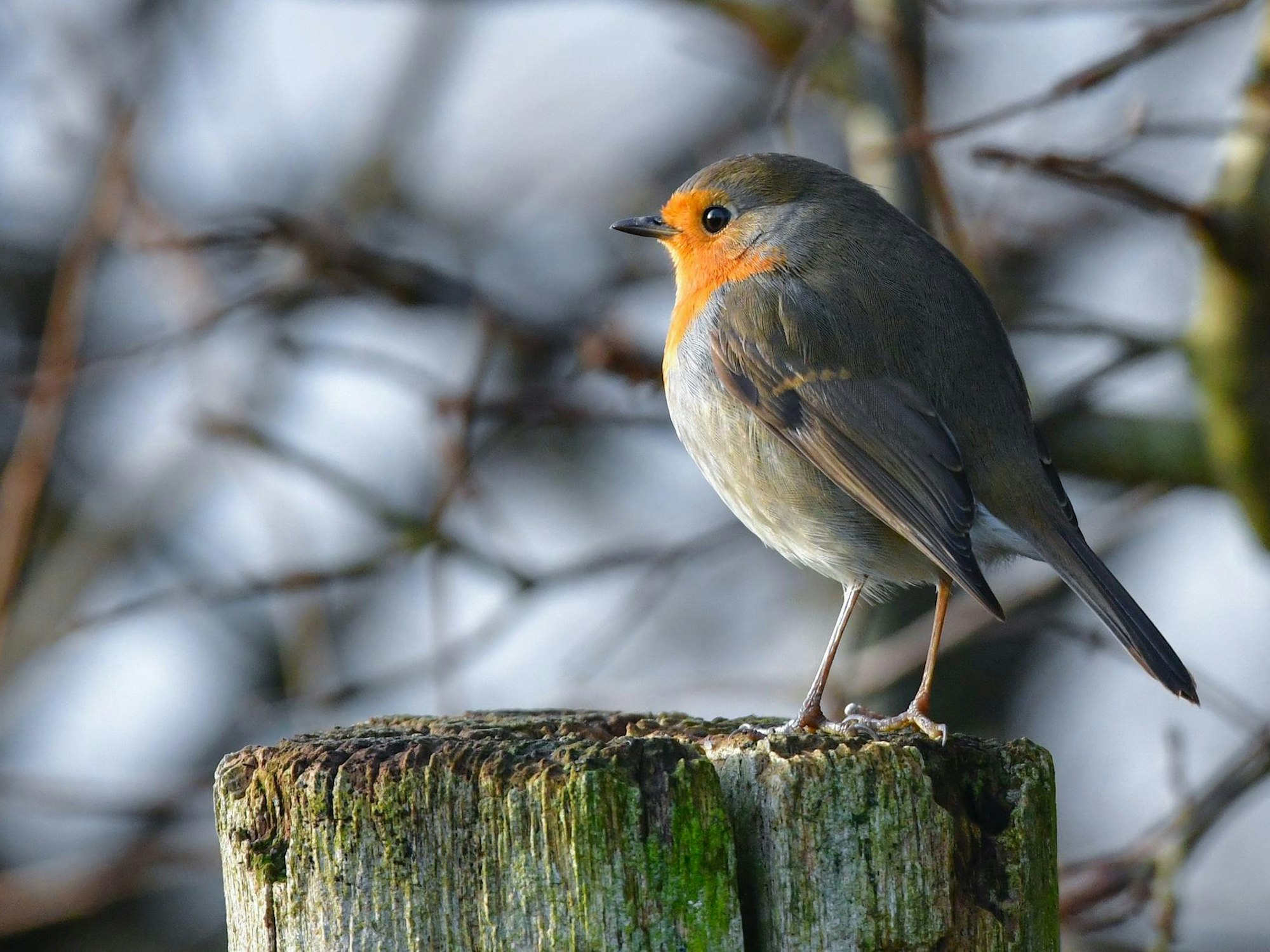 Rotkehlchen Vogel dpa Stunde_der_Wintervoe_55881651