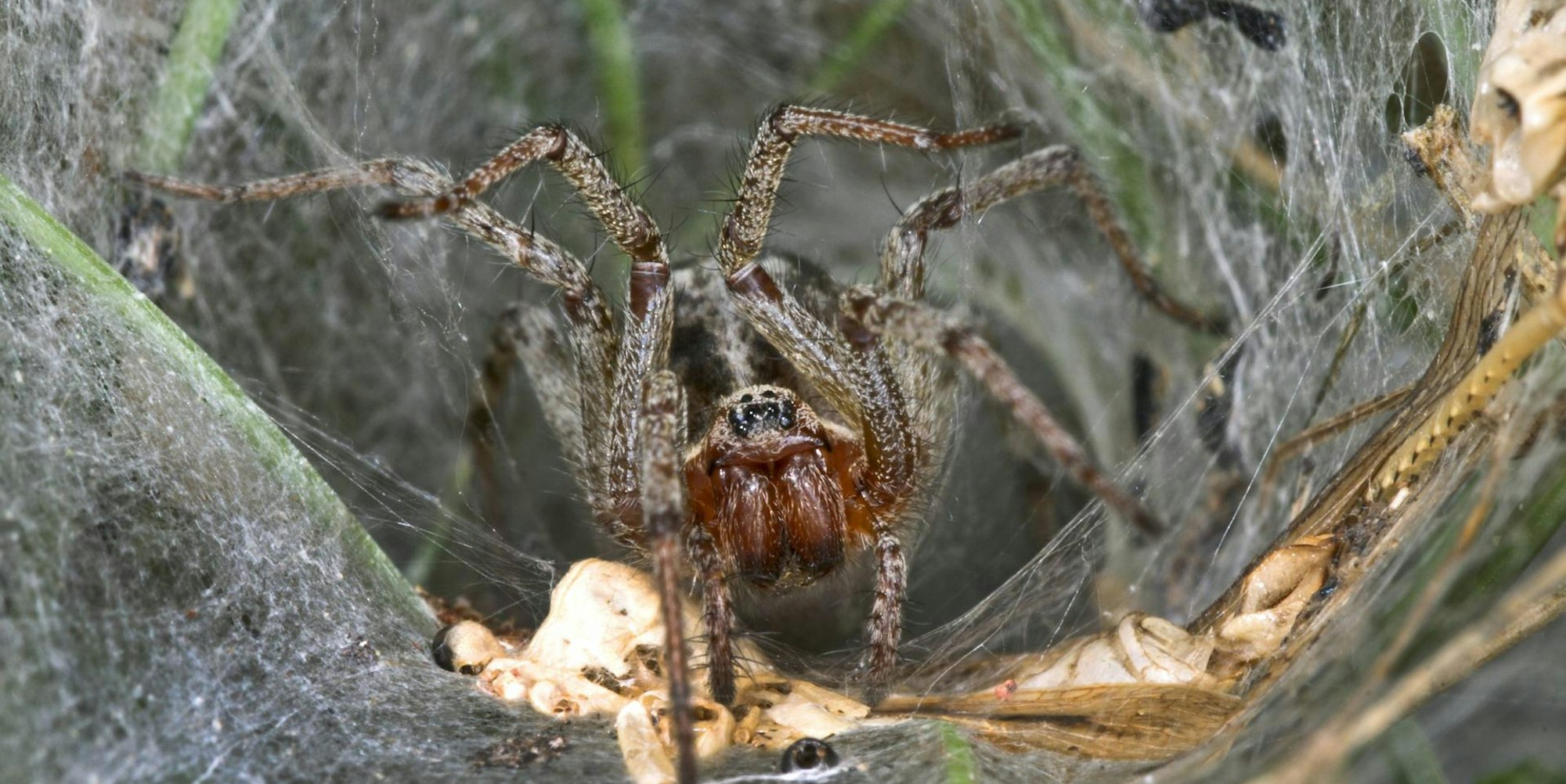 trichternetzspinne