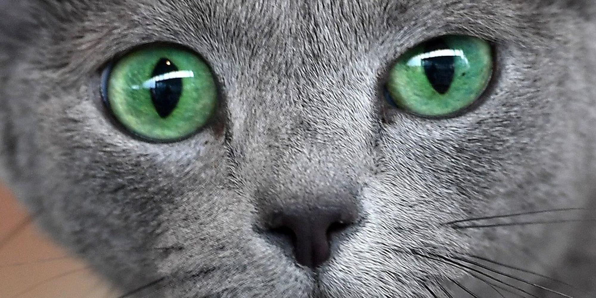Weltkatzentag dpa