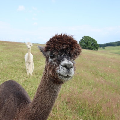 Alpakahof_Nuembrecht-4212-kup