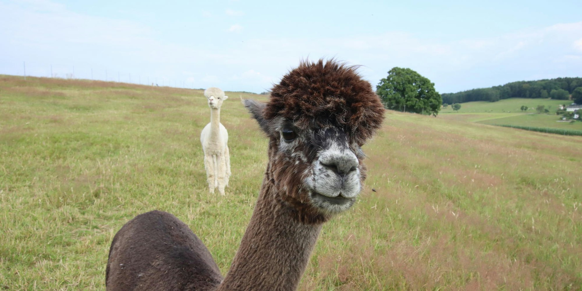 Alpakahof_Nuembrecht-4212-kup