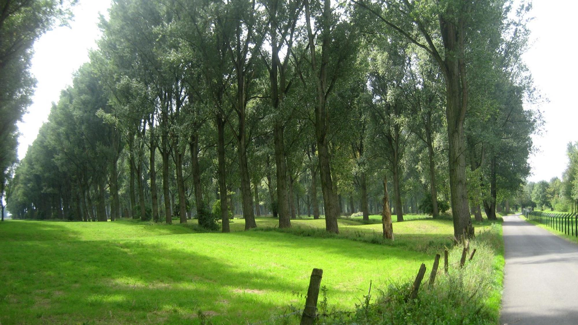 Nadelwald und eine grüne Wiese im Vordergrund, rechts ein asphaltierter Weg