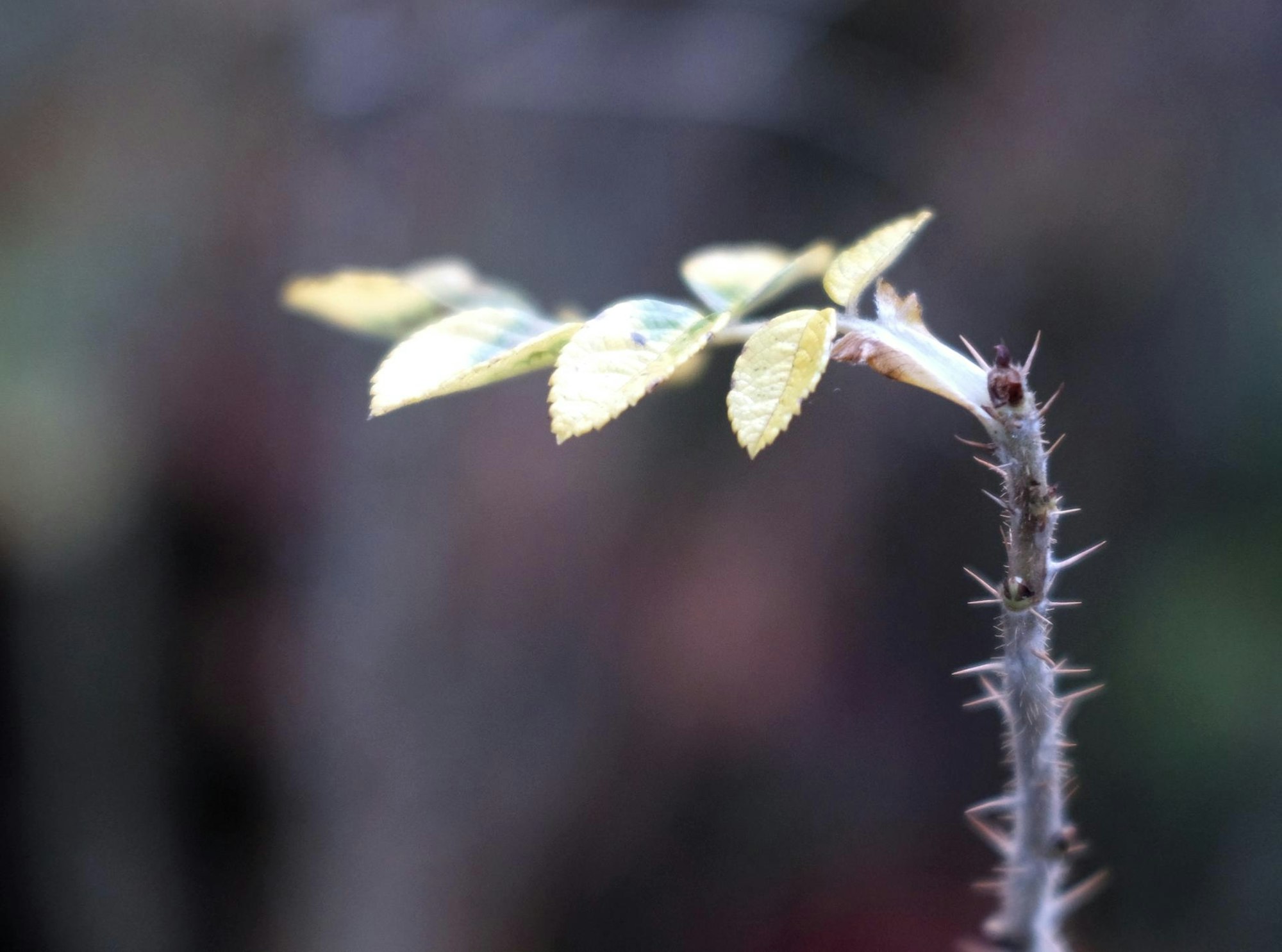 20191128max-garten36