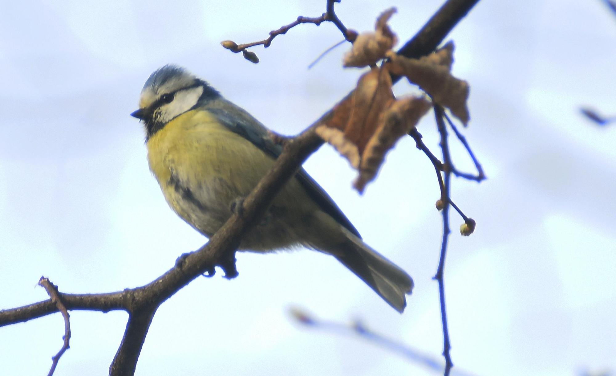 Vogelblaumeise
