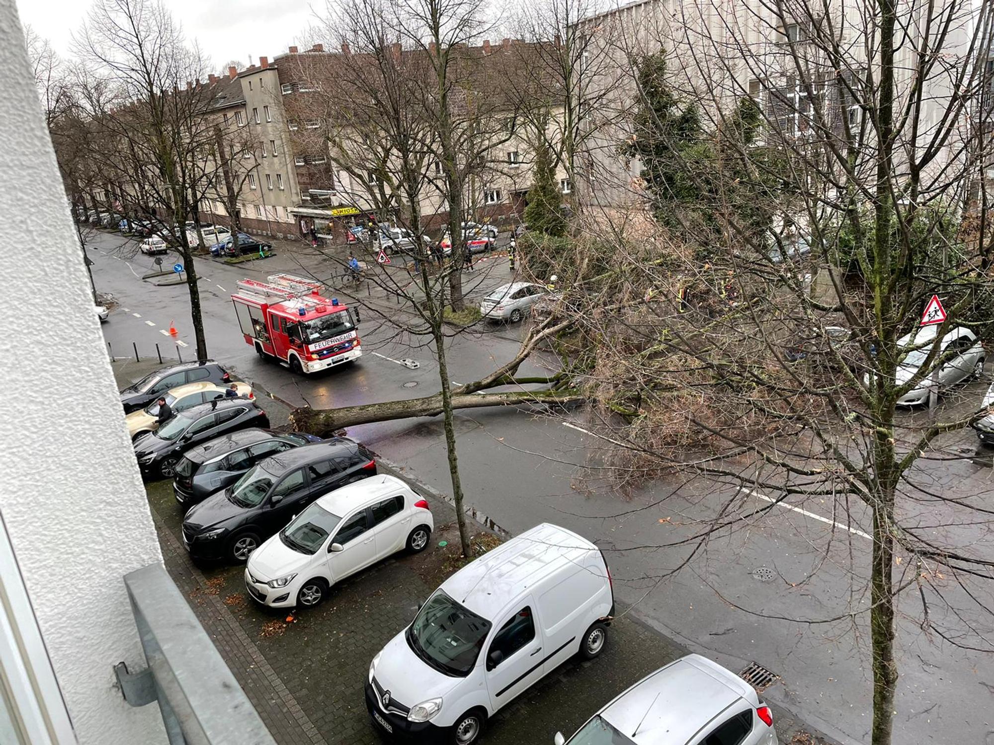 Baum umgestürzt Ehrenfeld