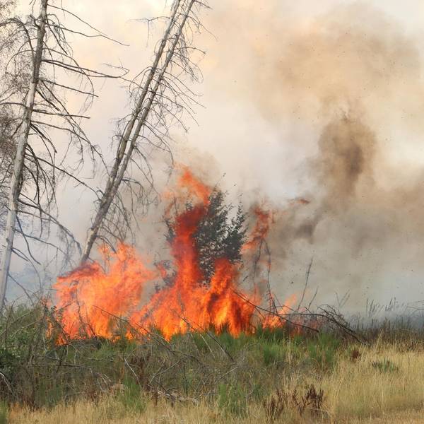 Waldbrand Ellingen