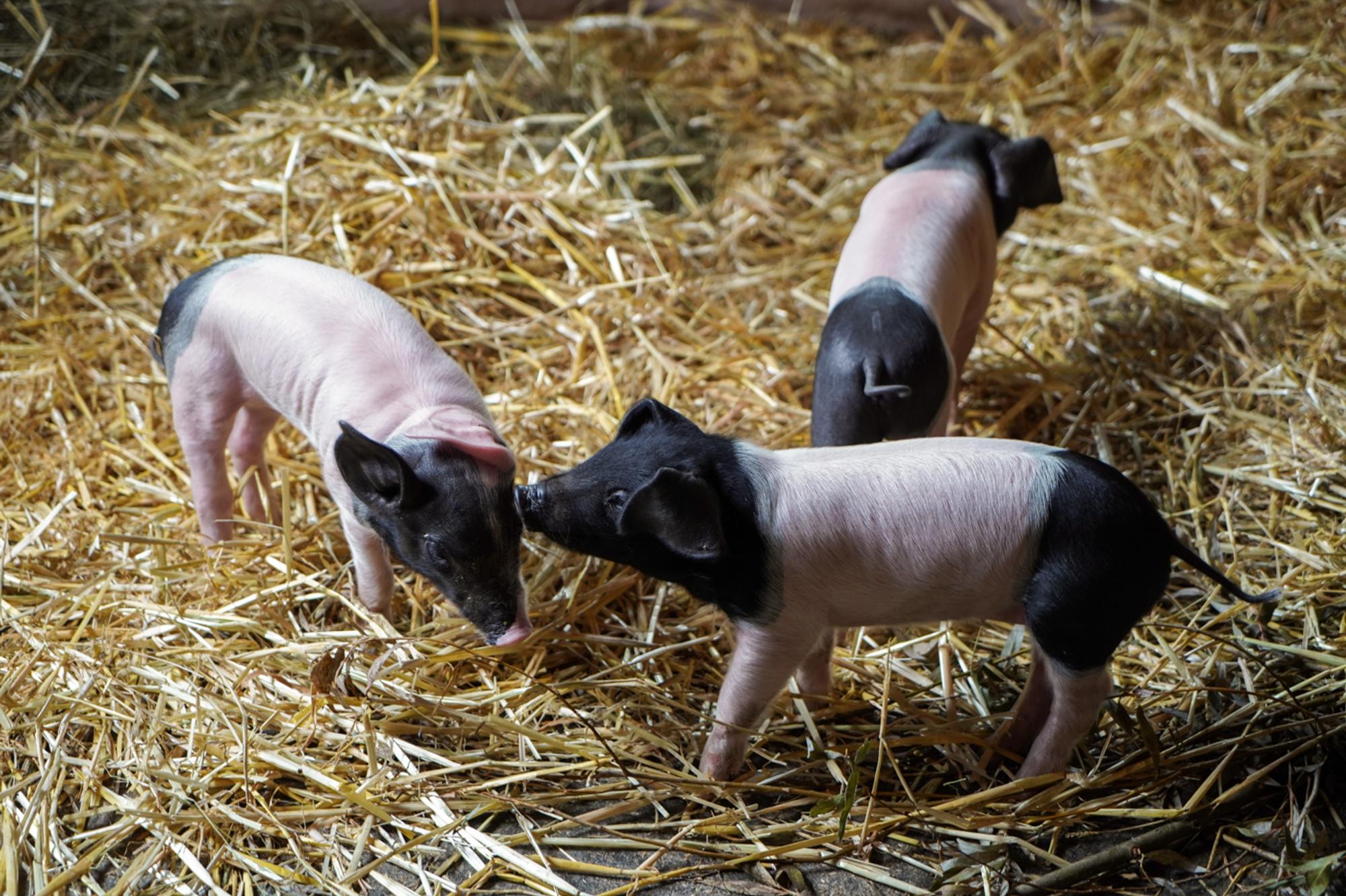 Schweinebabys