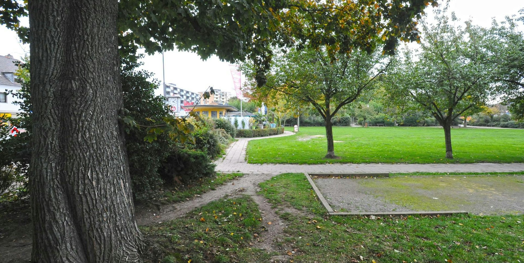 Baum Stadtpark Leichlingen_1