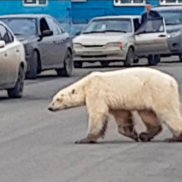 Eisbär in Norilsk
