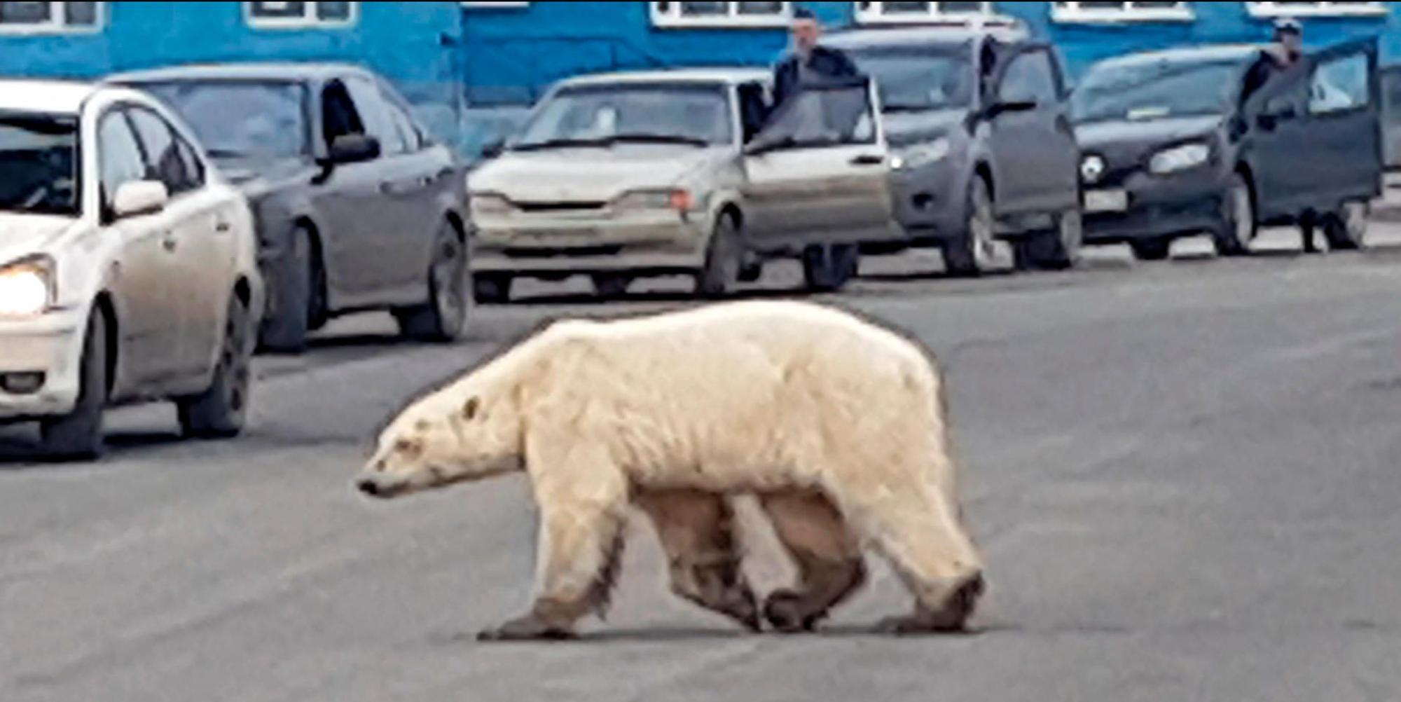Eisbär in Norilsk