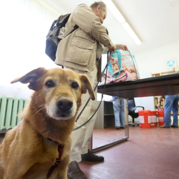 Mischlingshund Schnuffi dpa