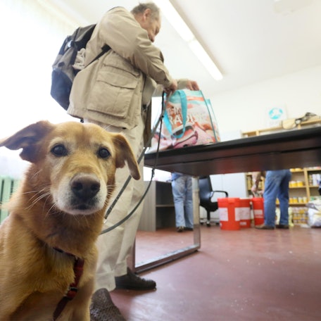 Mischlingshund Schnuffi dpa