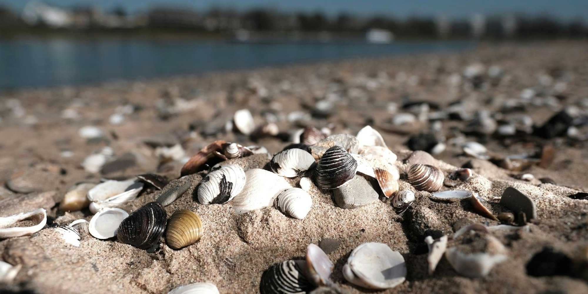 Muschelstrand