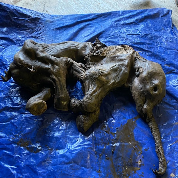 Mammut Baby 260622