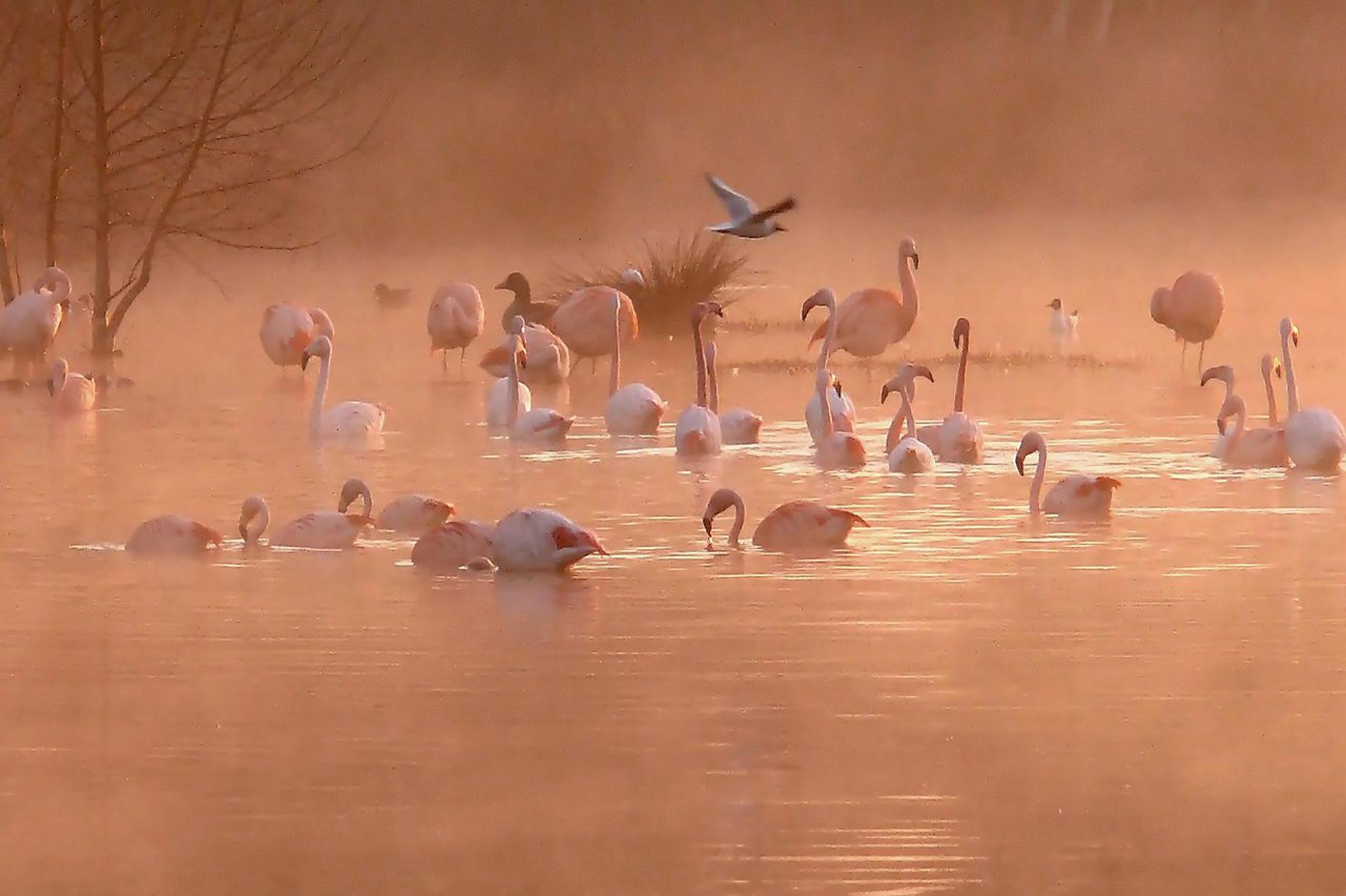 Zwillbrocker Venn Flamingos cc 3.0 Wiki Joefrei