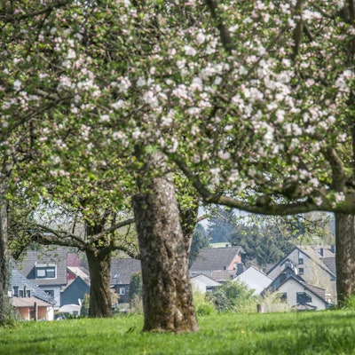 obstweg-leichlingen_rar_rle_04152022ALF_4999
