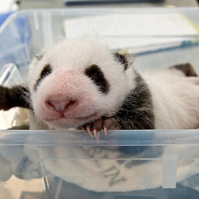 Panda-Zwillinge Berlin