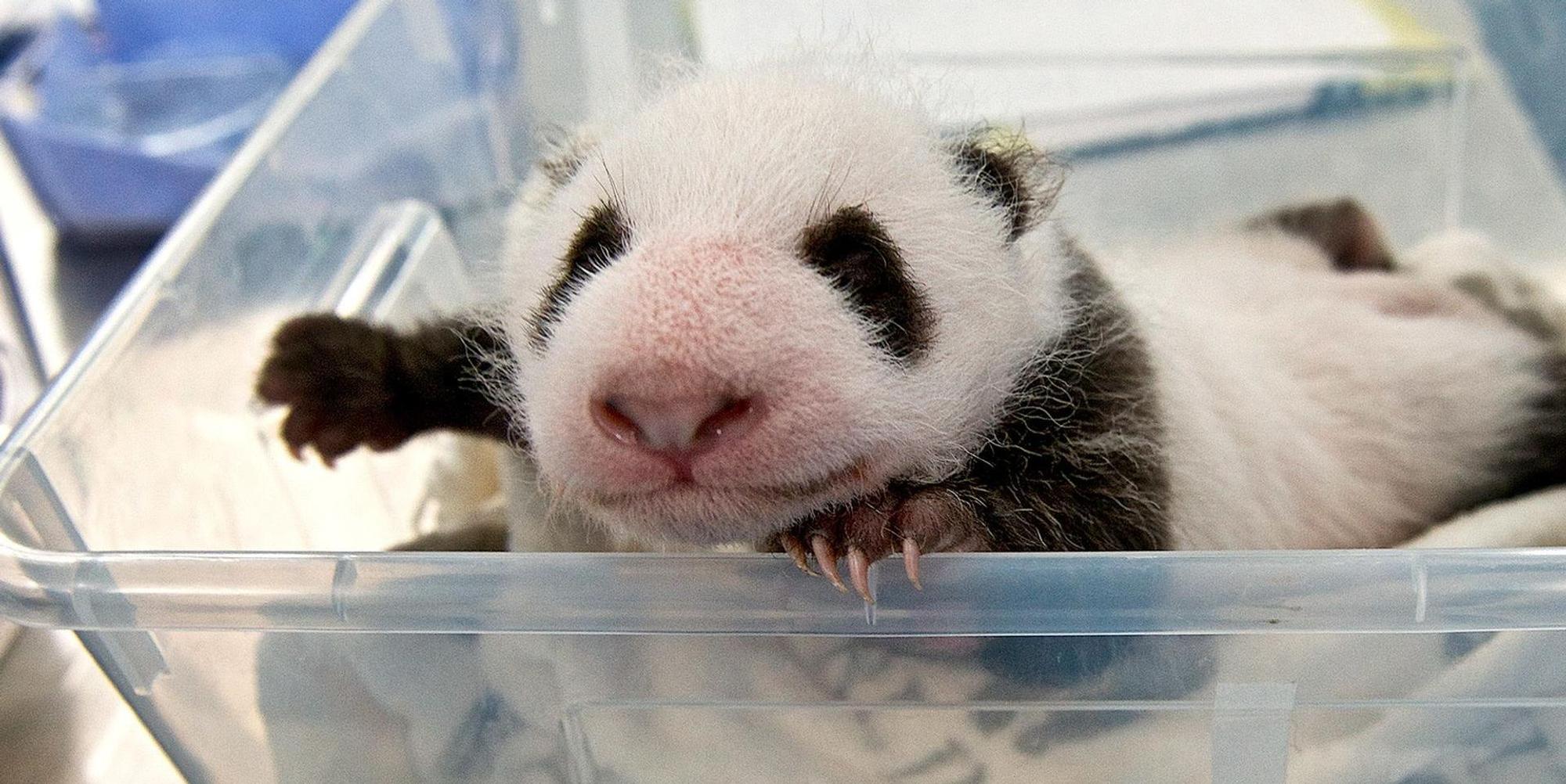 Panda-Zwillinge Berlin