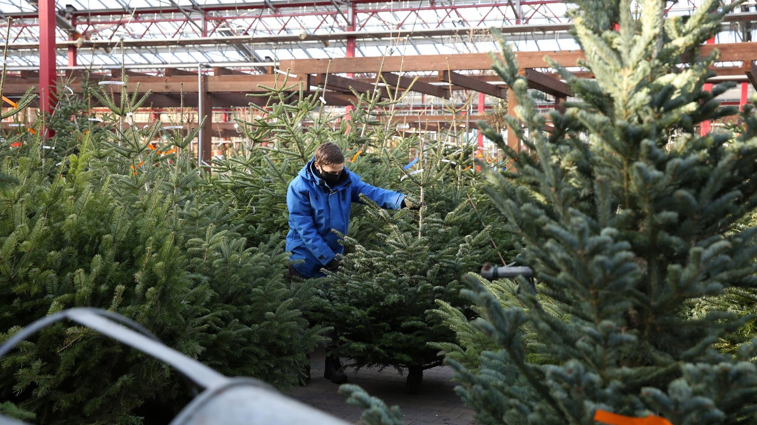 Viele Weihnachtsbäume Dingers