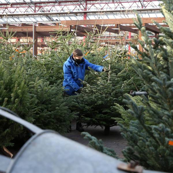 Viele Weihnachtsbäume Dingers