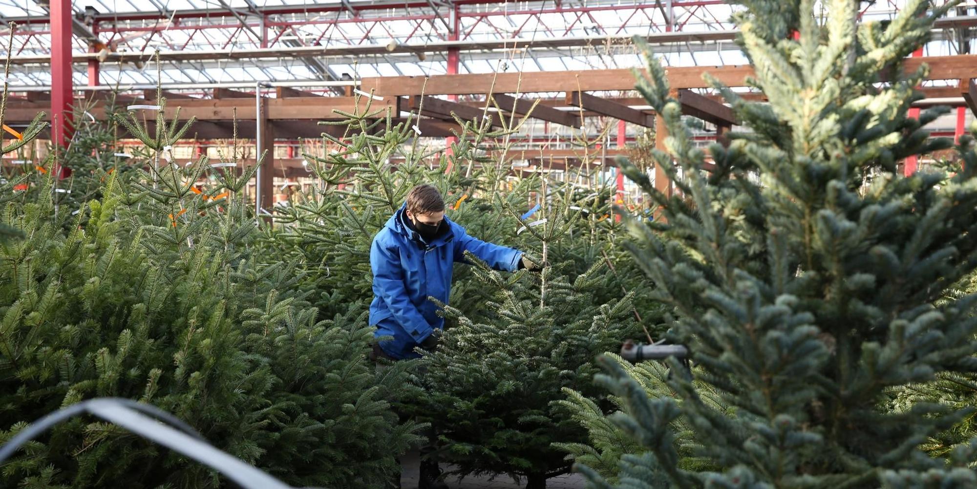 Viele Weihnachtsbäume Dingers