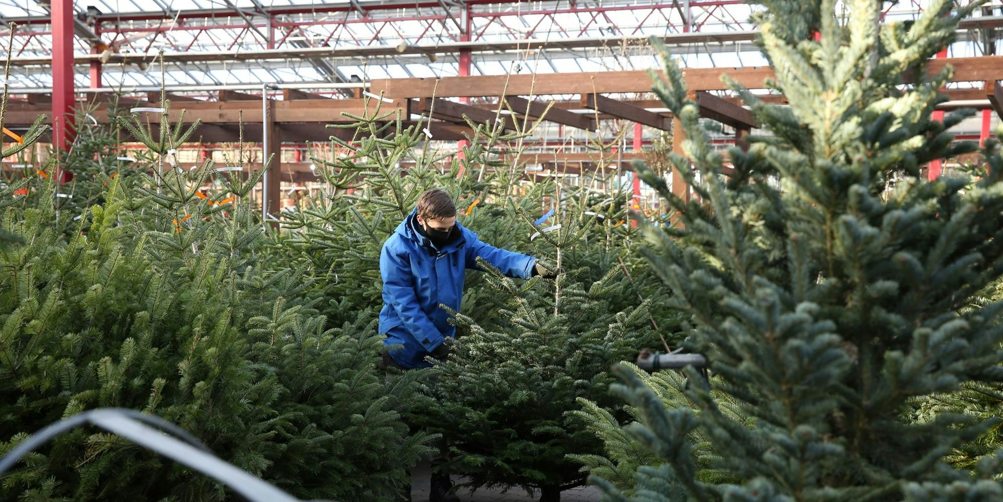 Viele Weihnachtsbäume Dingers