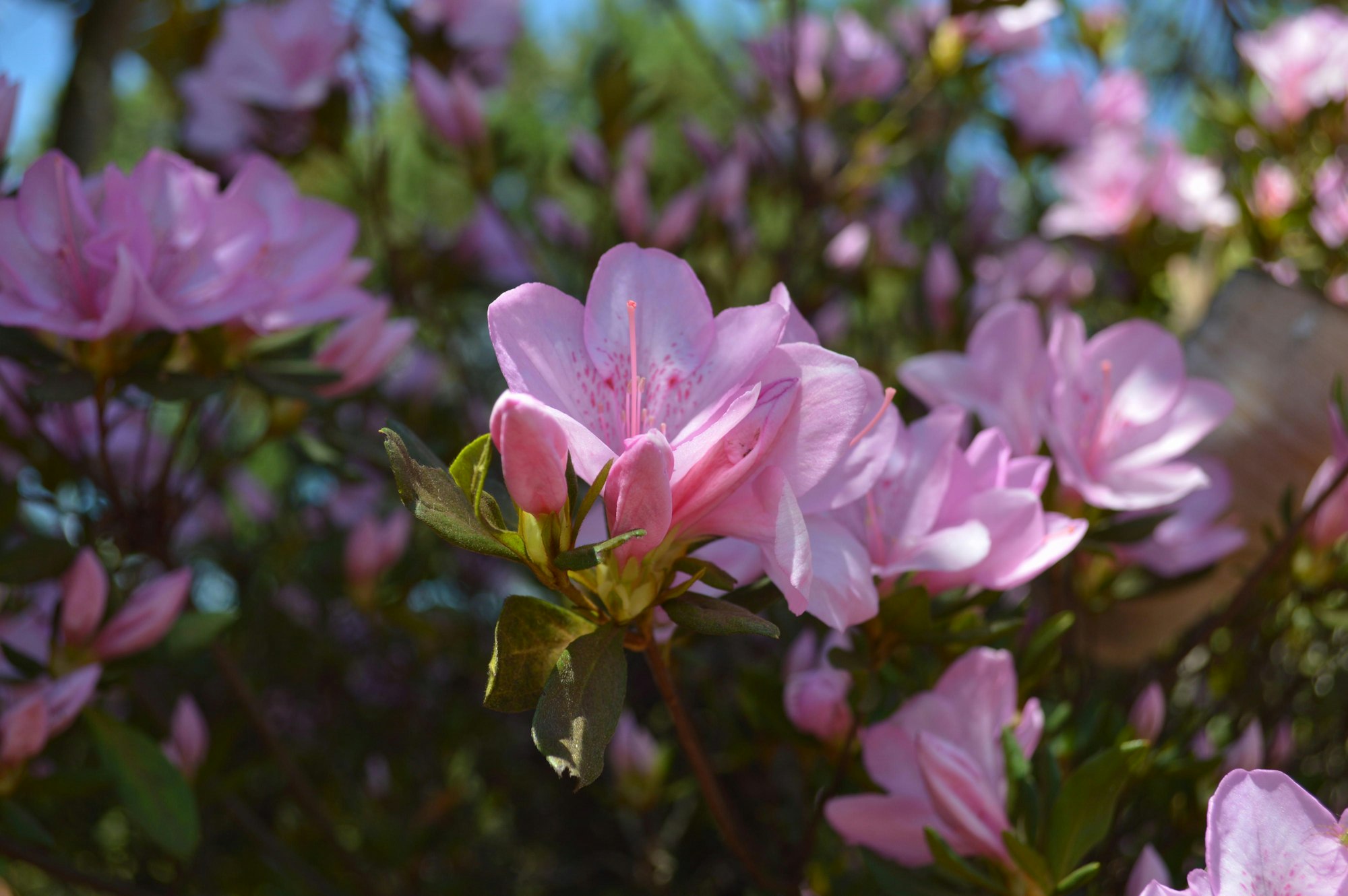 ThinkstockPhotos-517103242 (1)