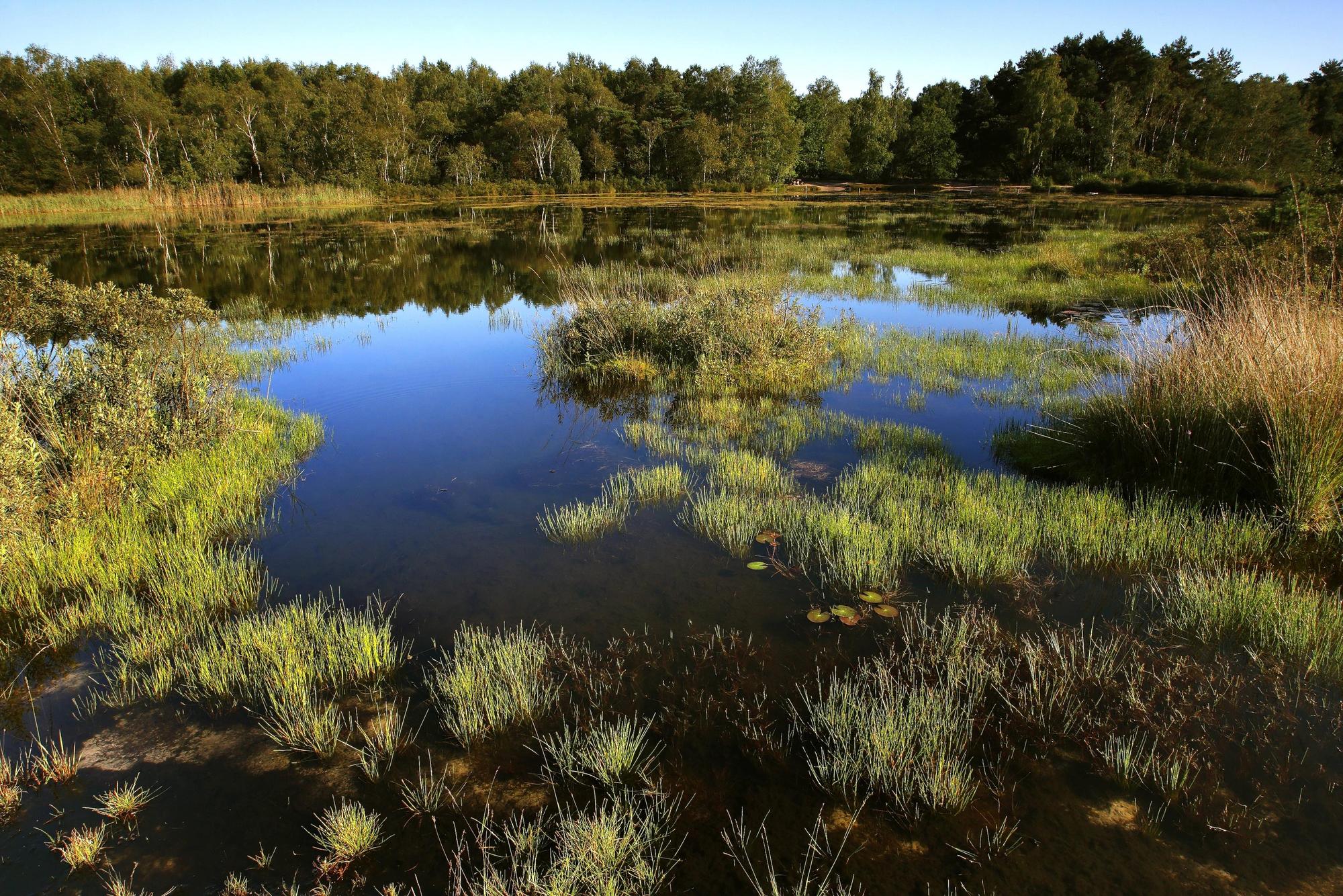 Hoge Kempen BE NAtionalpark imago blickwinkel