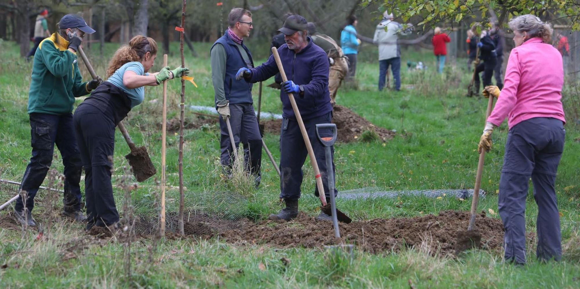 baumpflanzungen_streuobstwiese_oberdollendorf