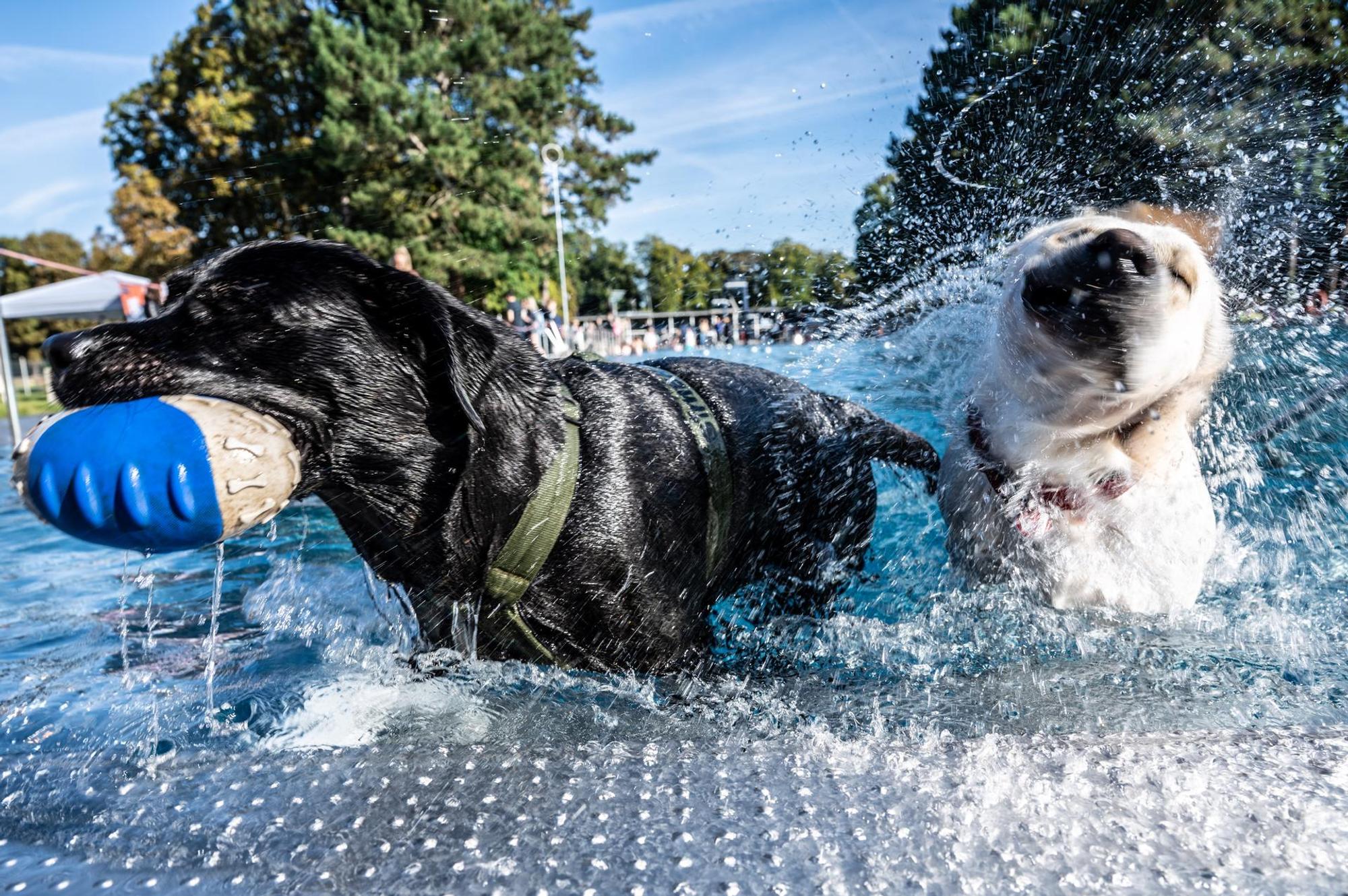 hundeschwimmenstadionbad6