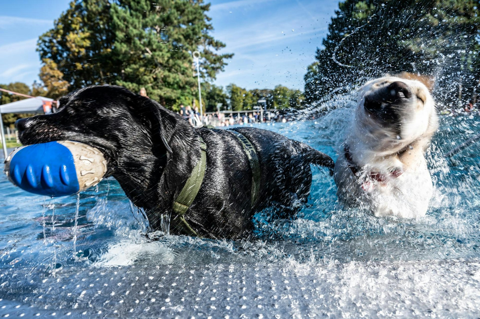 hundeschwimmenstadionbad6