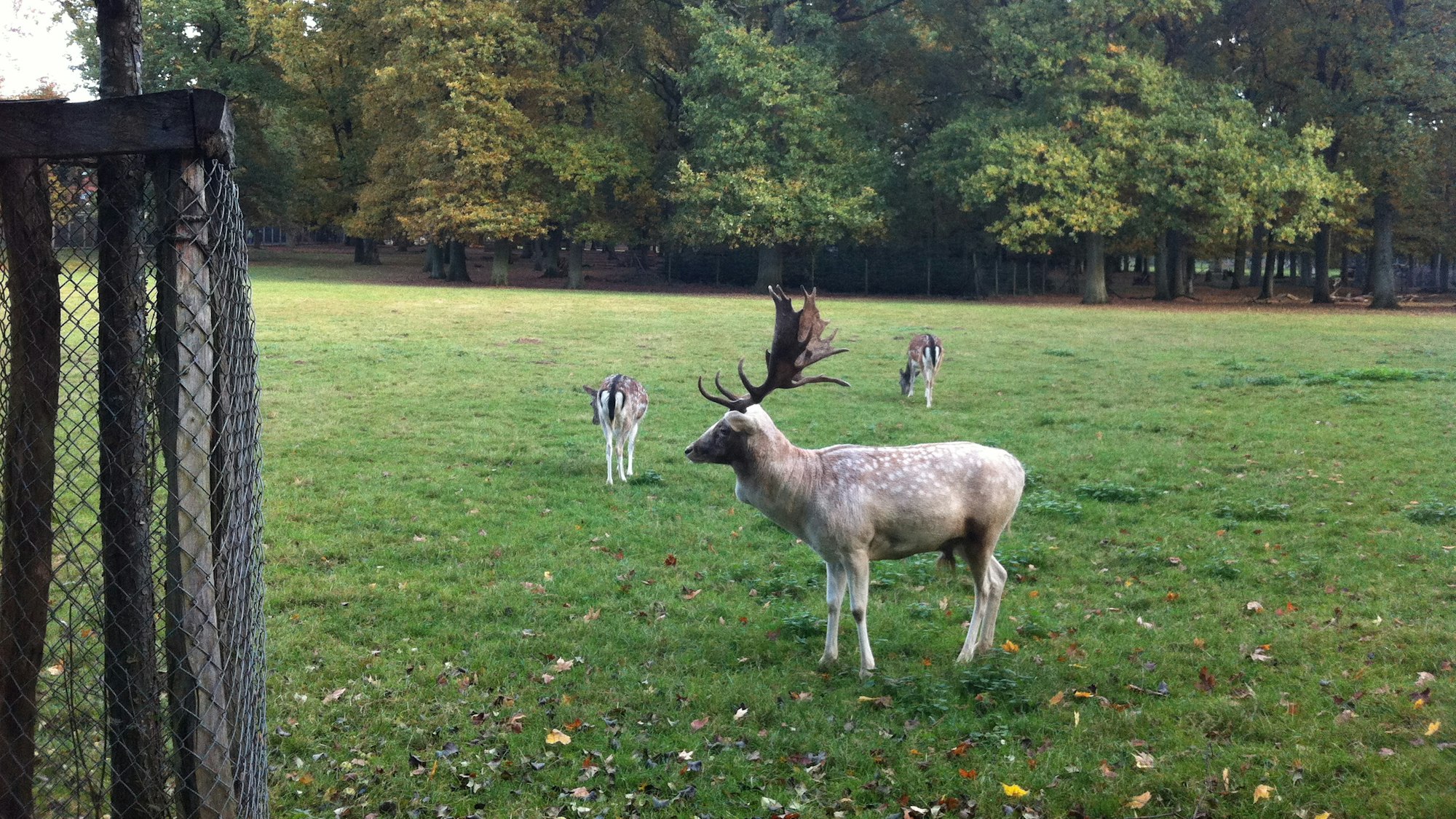 Damwild auf einer Wiese.