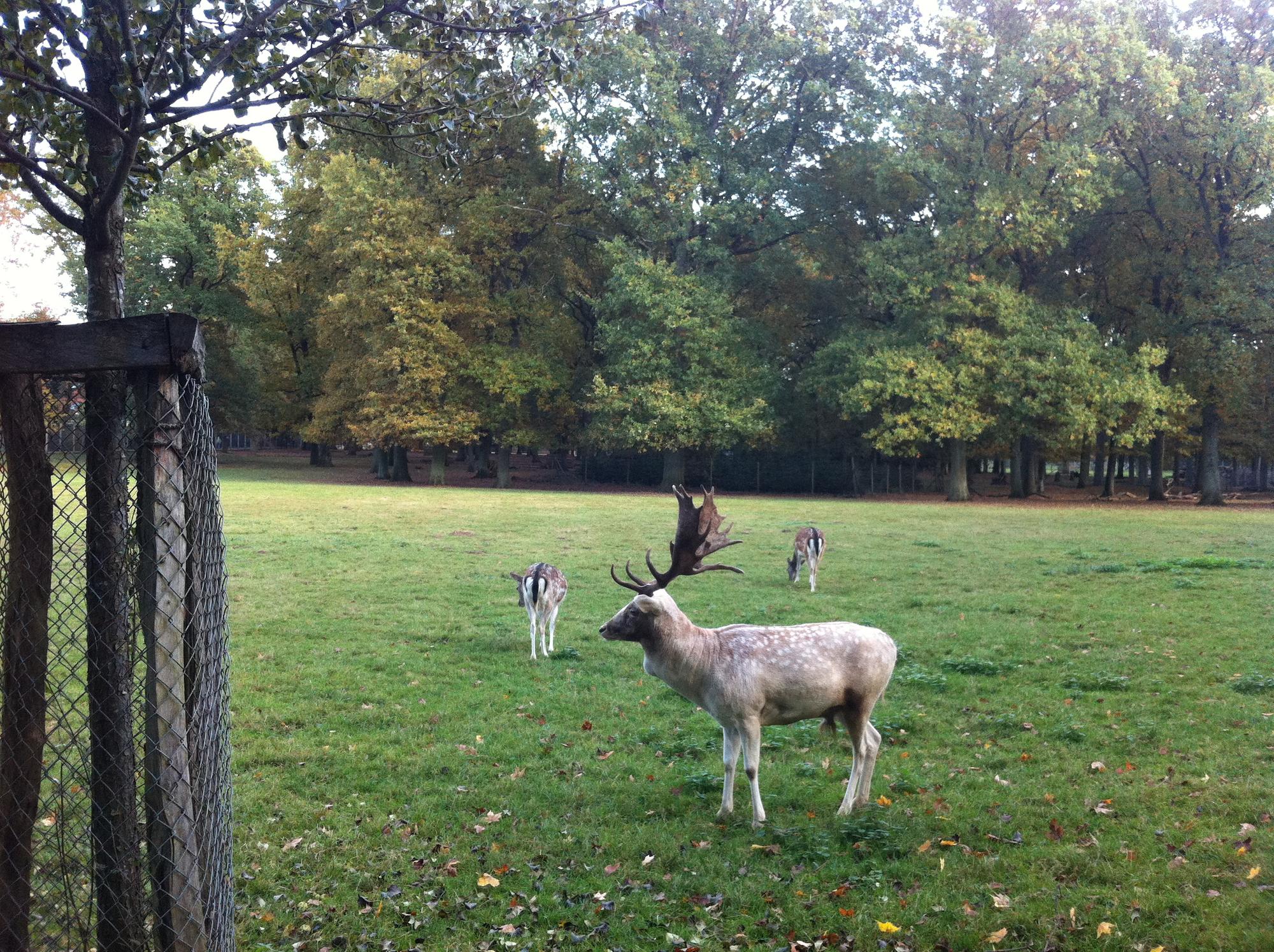 wildpark duünwald1