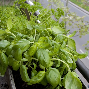 Apotheke auf dem Balkon