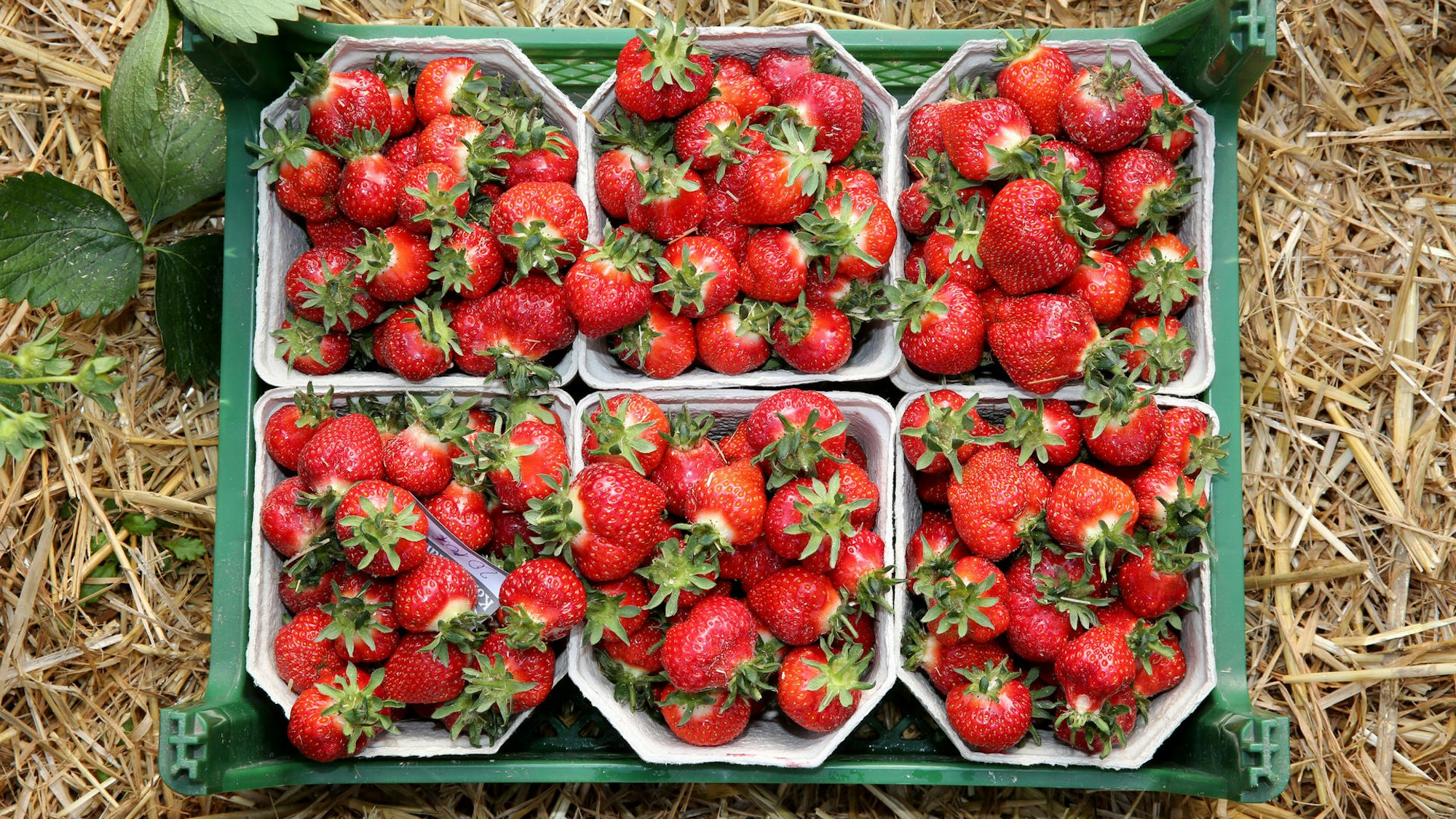 Erdbeeren in Schalen, die in einer Kiste auf einem Feld stehen.