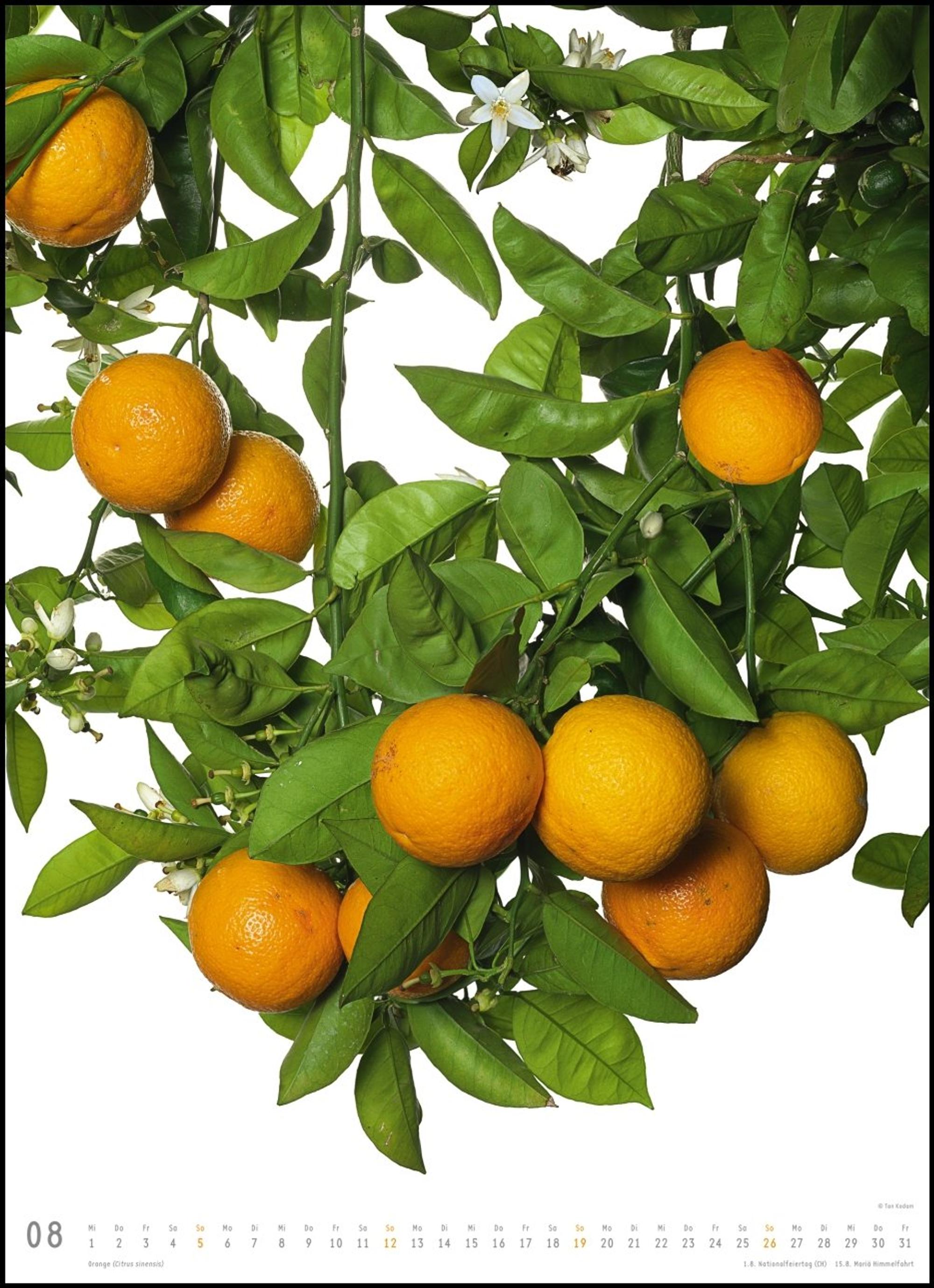 Tan Kadam Flora