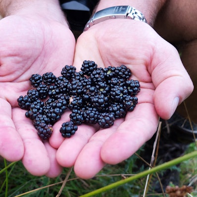 KINA_Freche_Fruechtc_50261730