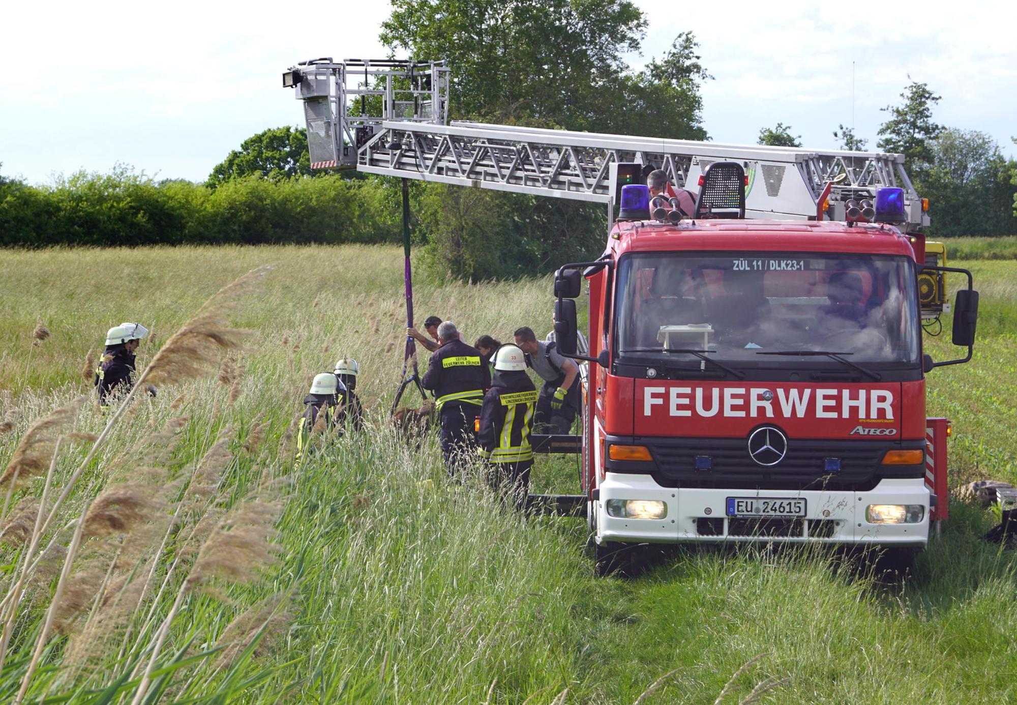 0906-zuepl-pferd-priebe028