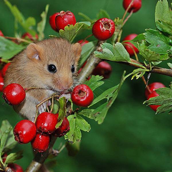 nabu-haselmaus-dieter-bark